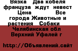  Вязка ! Два кобеля француза ,ждут  невест.. › Цена ­ 11 000 - Все города Животные и растения » Собаки   . Челябинская обл.,Верхний Уфалей г.